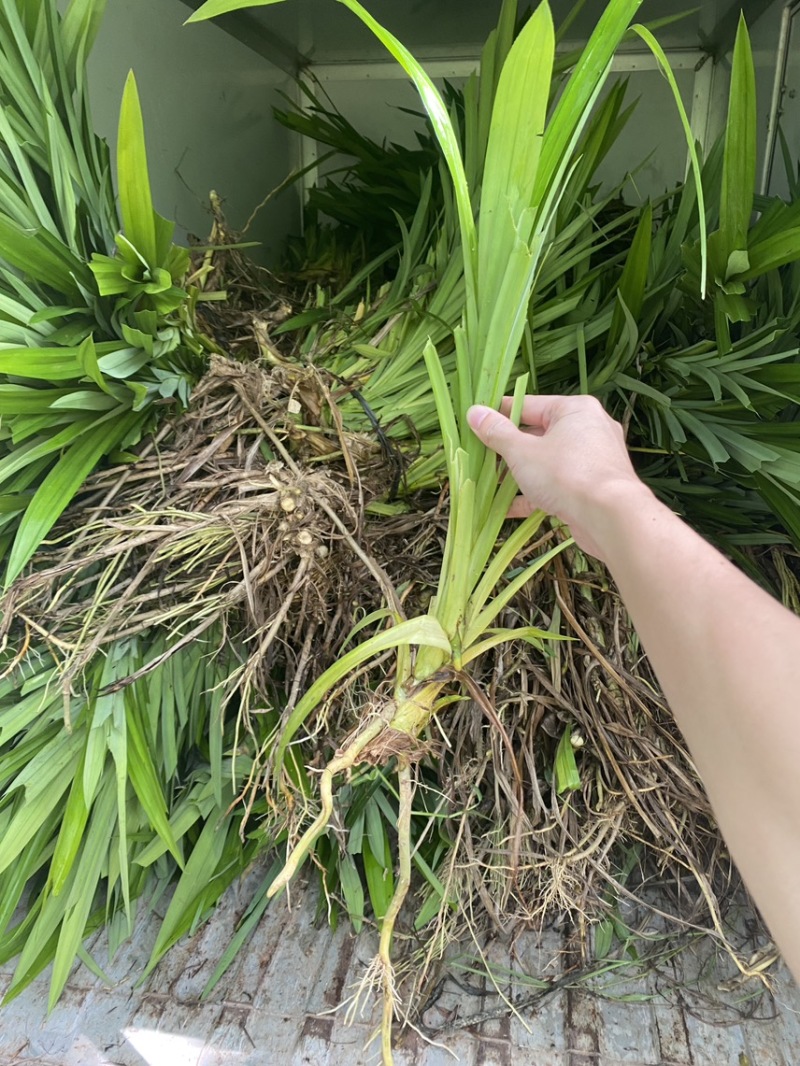 海南儋州优质阳光斑兰苗