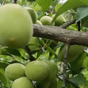 基地青梅种植合作社，青梅出货，直销直销看过来看过来