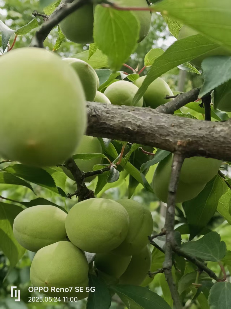 基地青梅种植合作社，青梅出货，直销直销看过来看过来
