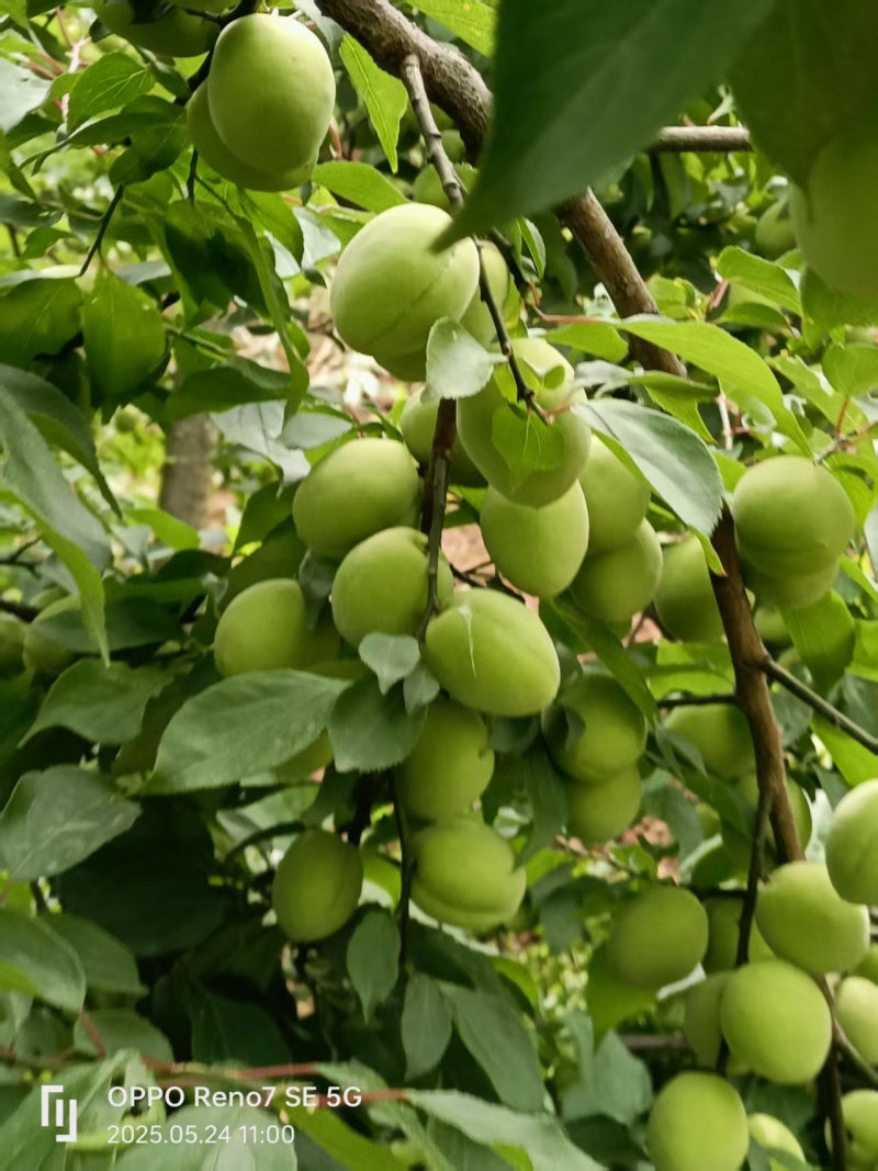 基地青梅种植合作社，青梅出货，直销直销看过来看过来