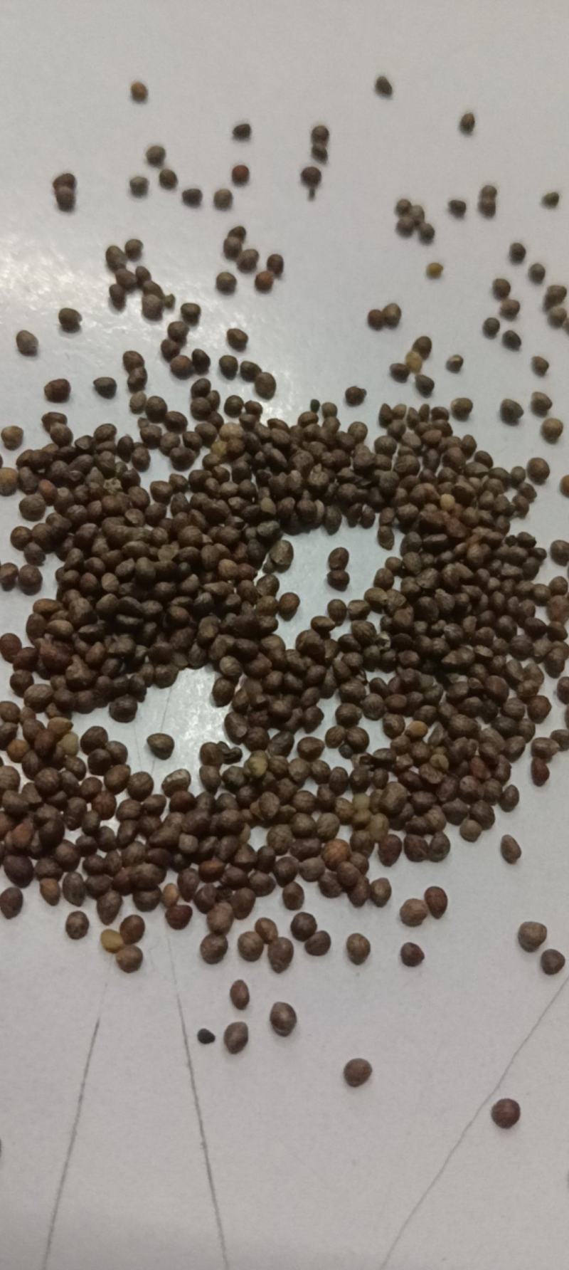 苏麻苏子榨油喂鸟净货灰色出油率40%左右大量批发白苏也有