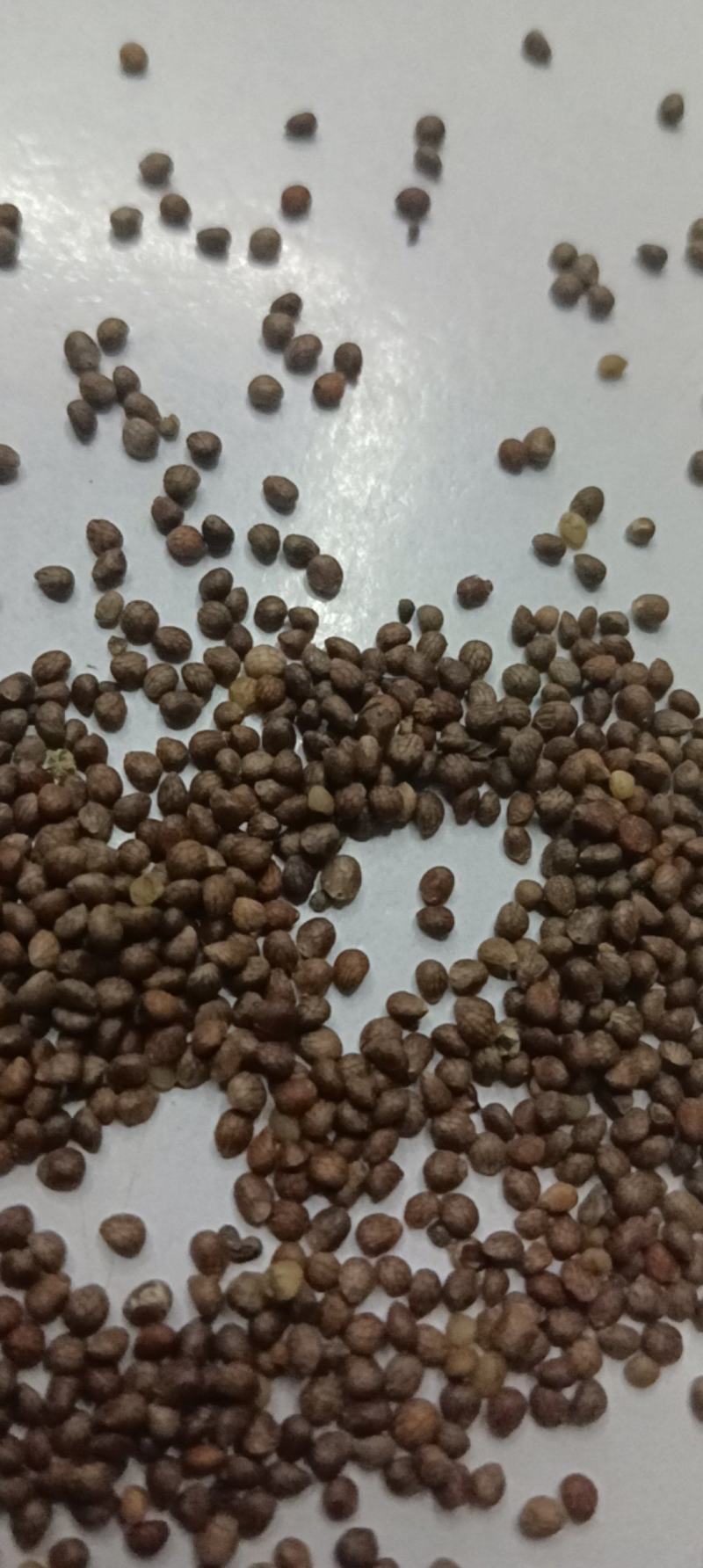 苏麻苏子榨油喂鸟净货灰色出油率40%左右大量批发白苏也有