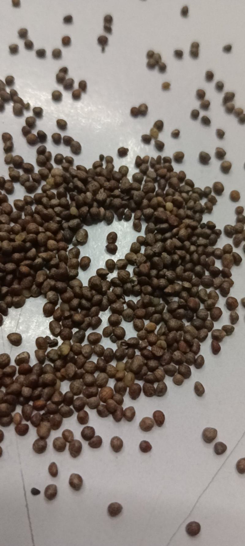 苏麻苏子榨油喂鸟净货灰色出油率40%左右大量批发白苏也有