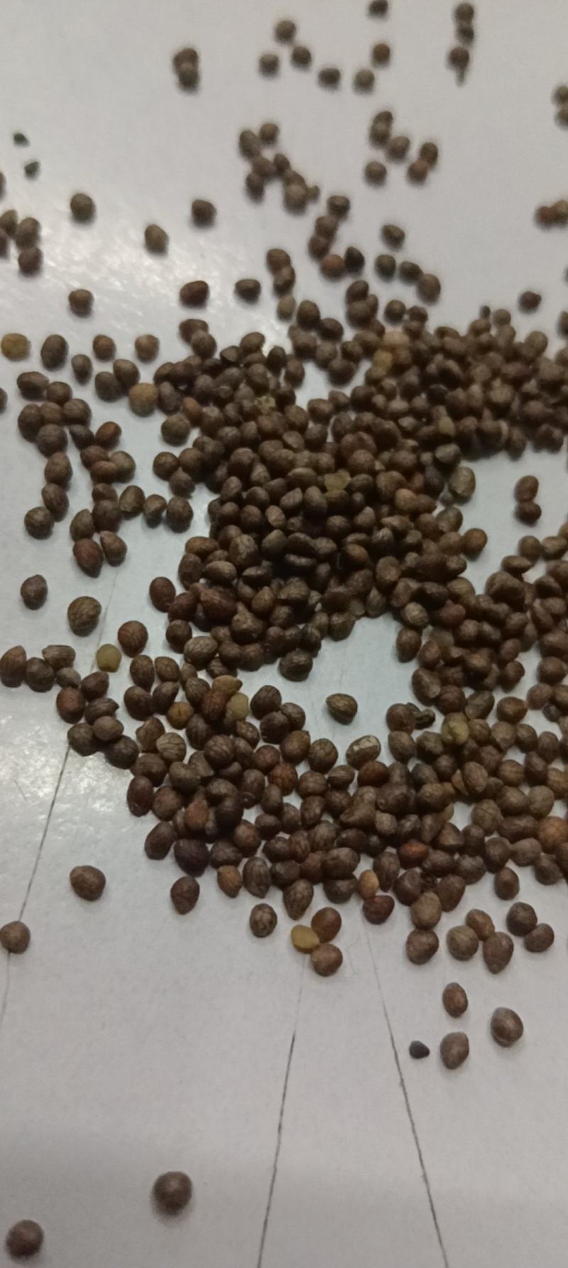 苏麻苏子榨油喂鸟净货灰色出油率40%左右大量批发白苏也有