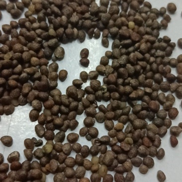 紫苏子苏麻做食品榨油喂鸟过风过筛干净批发
