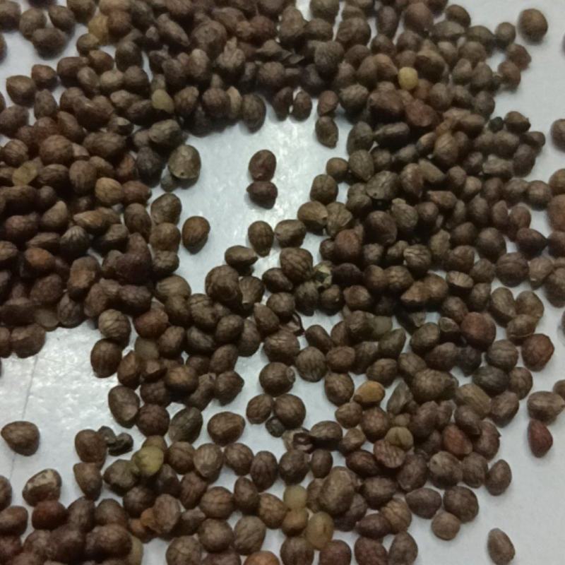 紫苏子苏麻做食品榨油喂鸟过风过筛干净批发