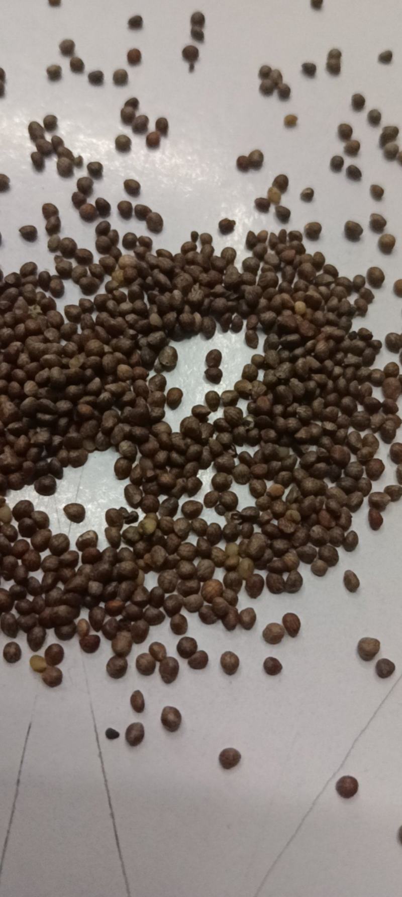 紫苏子苏麻做食品榨油喂鸟过风过筛干净批发
