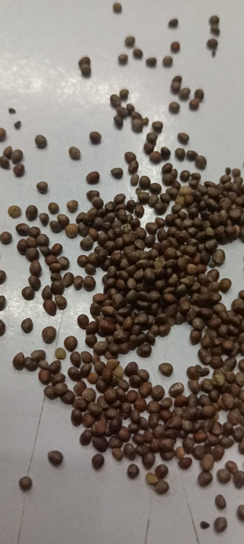 紫苏子苏麻做食品榨油喂鸟过风过筛干净批发