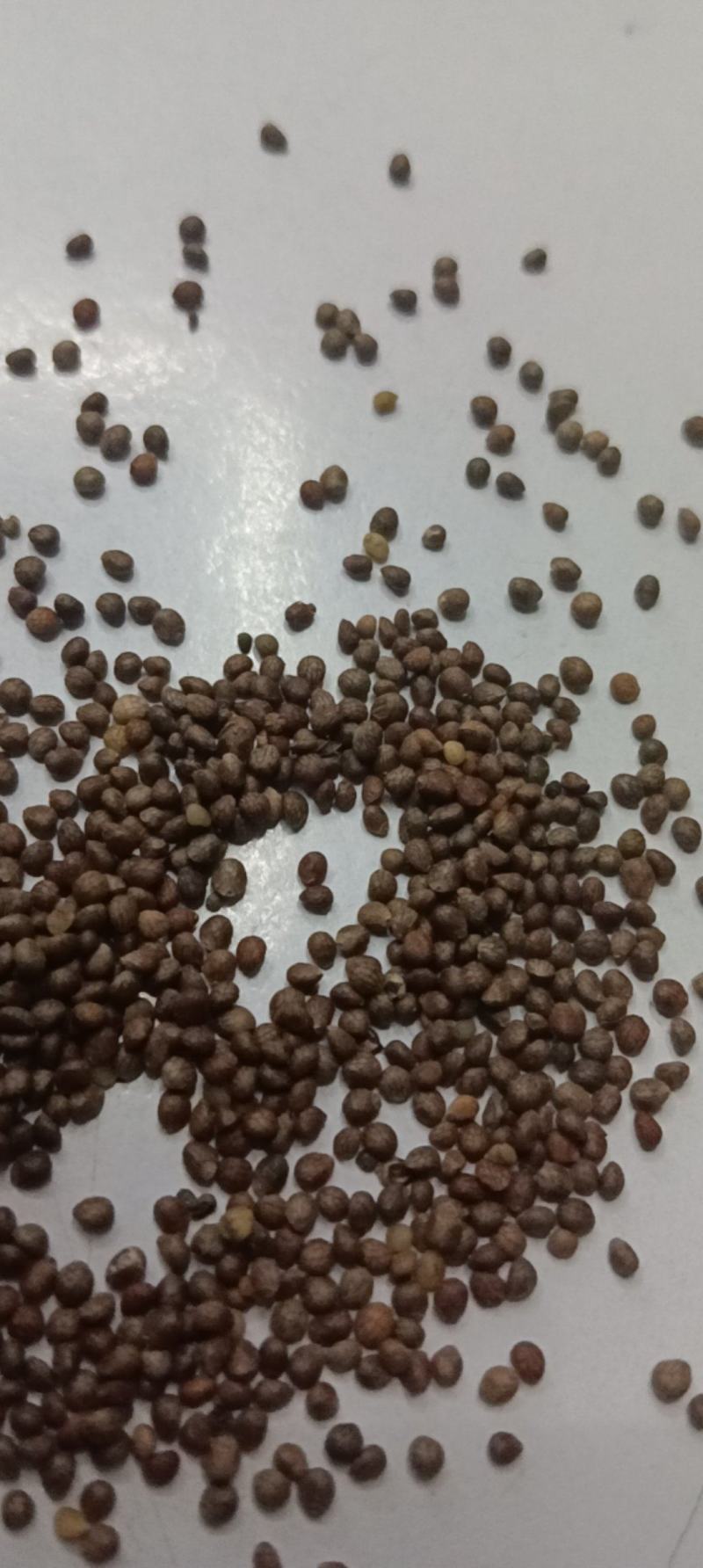 紫苏子苏麻做食品榨油喂鸟过风过筛干净批发