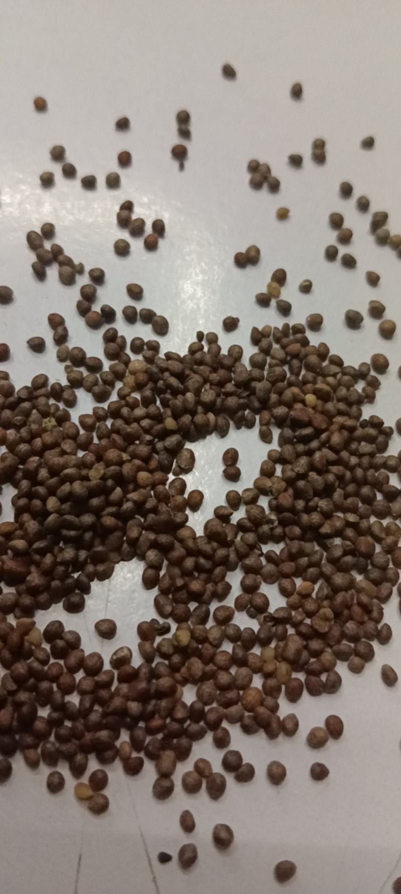 紫苏子苏麻做食品榨油喂鸟过风过筛干净批发