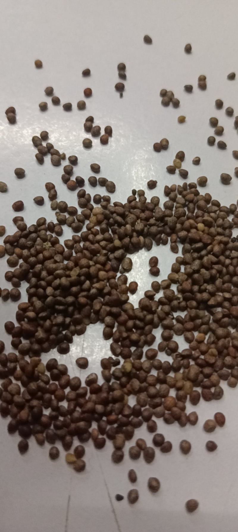 苏子苏麻做食品榨油喂鸟🐦过风过筛干净批发