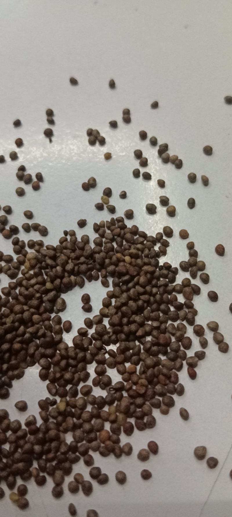 苏子苏麻做食品榨油喂鸟🐦过风过筛干净批发