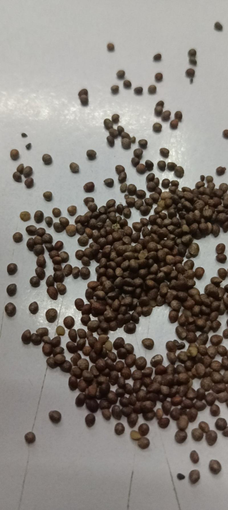 苏子苏麻做食品榨油喂鸟🐦过风过筛干净批发