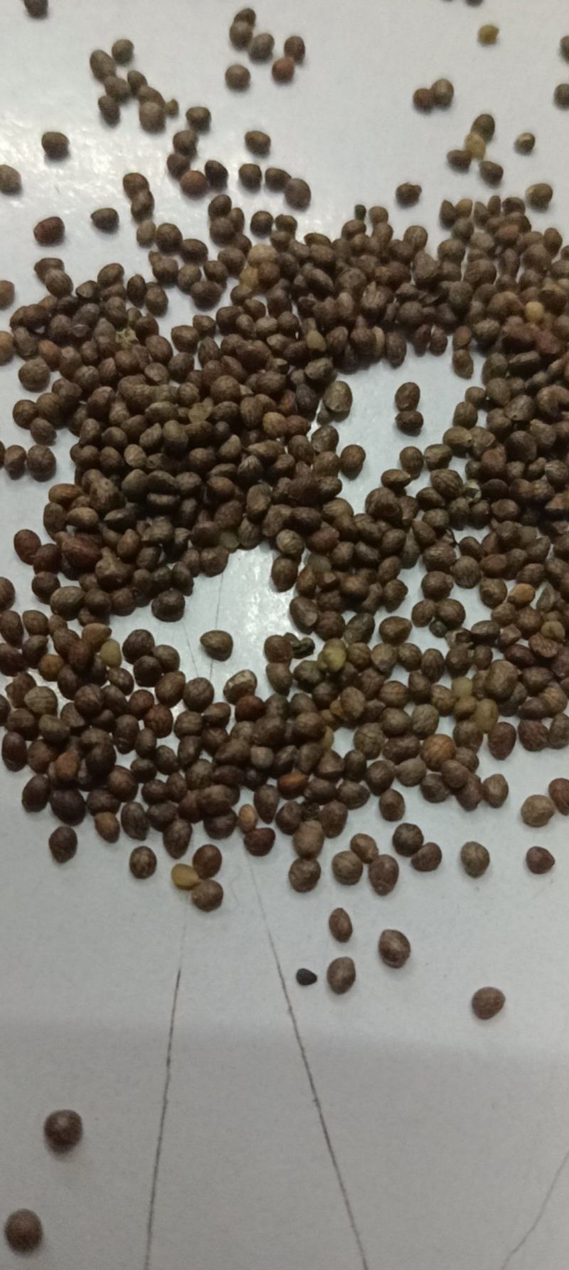 苏子苏麻做食品榨油喂鸟🐦过风过筛干净批发