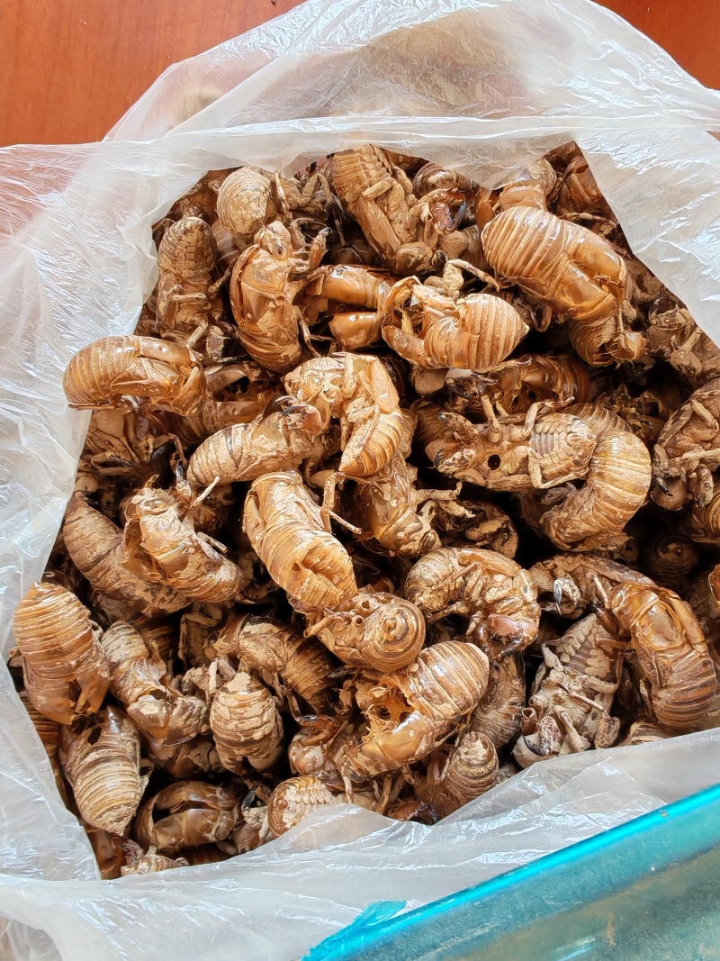 茜草，红毛根，纯干，水洗茜草根，