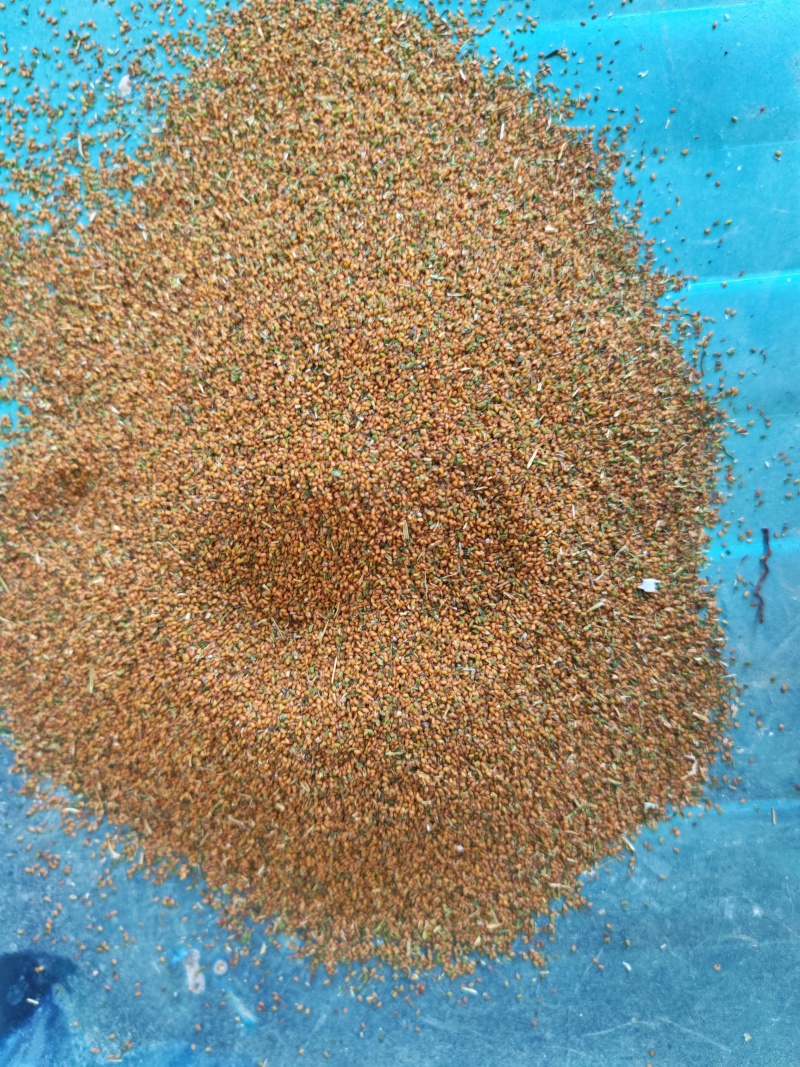 茜草，红毛根，纯干，水洗茜草根，