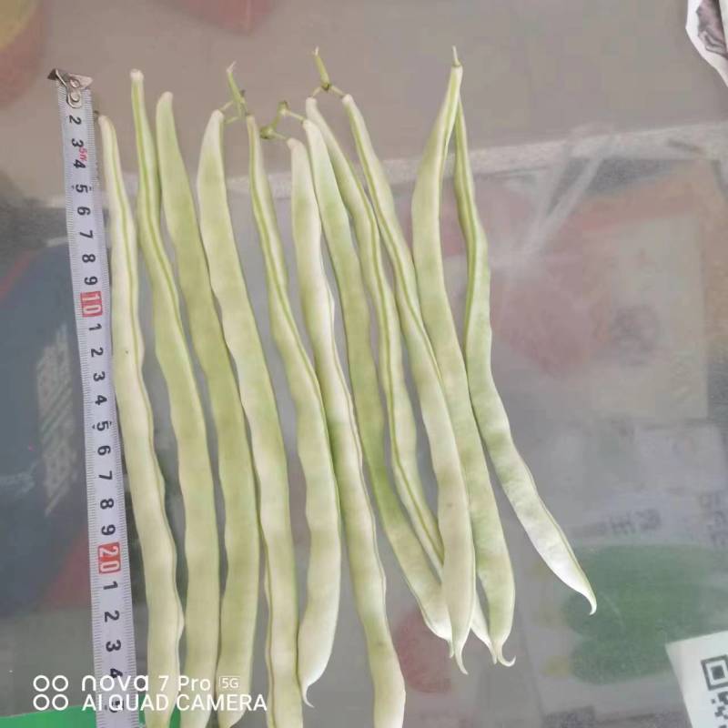 白不老质量优，价格美丽！欢迎您与我联系！