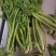 【泡菜】盐渍香椿商用，量大，规格全。