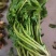 【泡菜】盐渍香椿商用，量大，规格全。