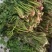 【泡菜】盐渍香椿商用，量大，规格全。
