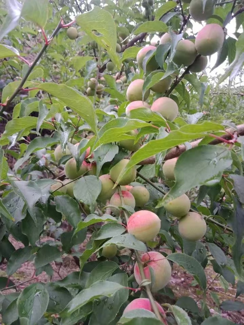 基地青梅种植合作社，青梅出货，直销直销看过来看过来