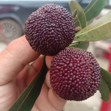 本地新鲜杨梅(荸荠)