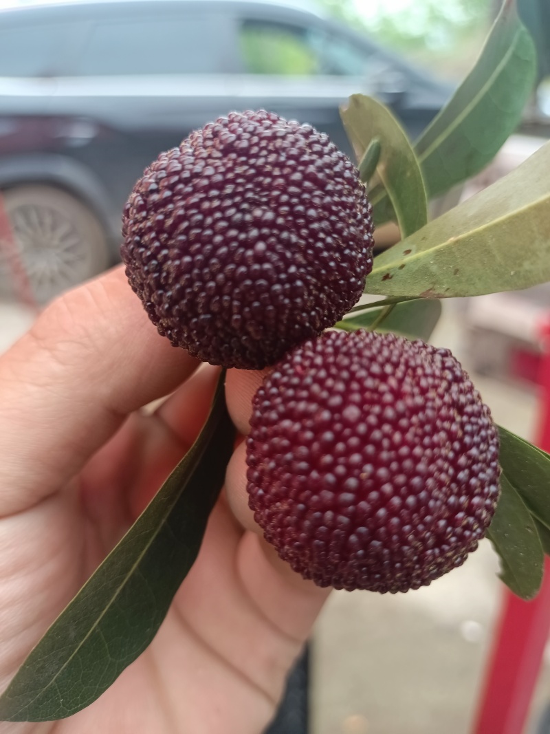 本地新鲜杨梅(荸荠)