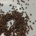 苏子苏麻过筛过风车干净榨油喂鸟做食品药品都好出油率40%
