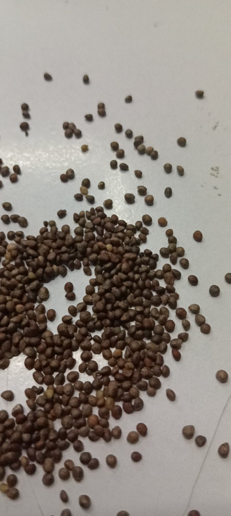 苏子苏麻过筛过风车干净榨油喂鸟做食品药品都好出油率40%