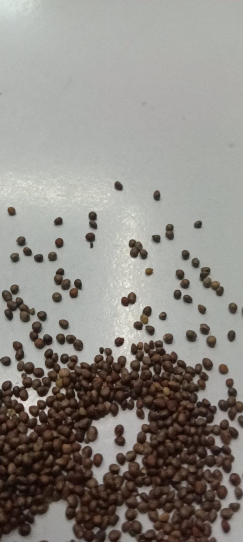 苏子苏麻过筛过风车干净榨油喂鸟做食品药品都好出油率40%