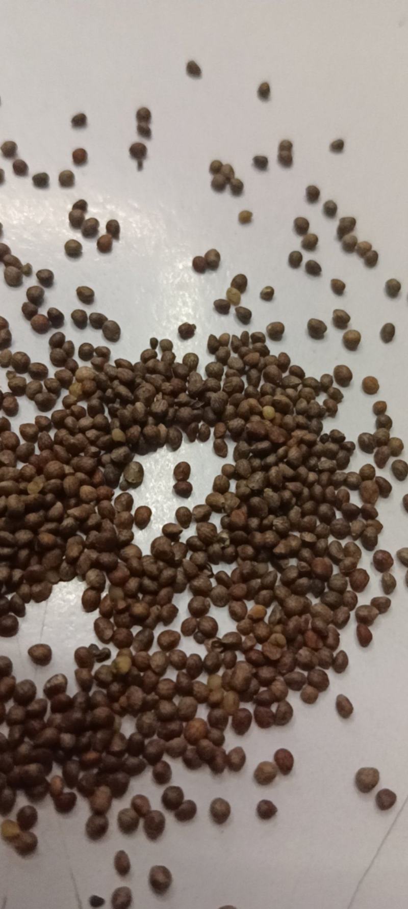 苏子苏麻过筛过风车干净榨油喂鸟做食品药品都好出油率40%