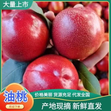 中油桃金雷曙光小红桃口感脆甜果面干净果园看货