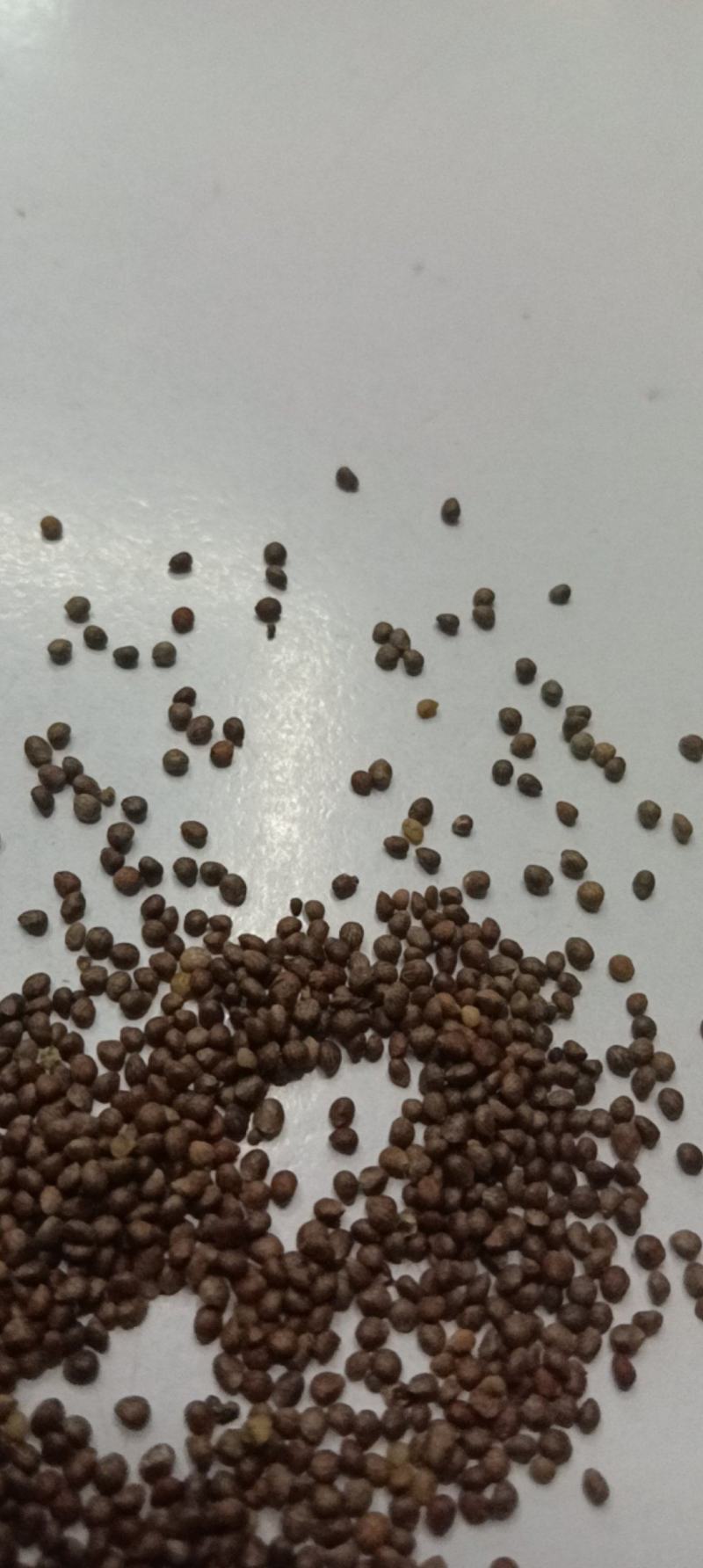 苏子苏麻过筛过风车干净榨油喂鸟做食品药品都好出油率40%