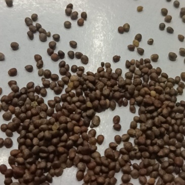 苏子苏麻过筛过风车干净榨油喂鸟做食品药品都好出油率40%