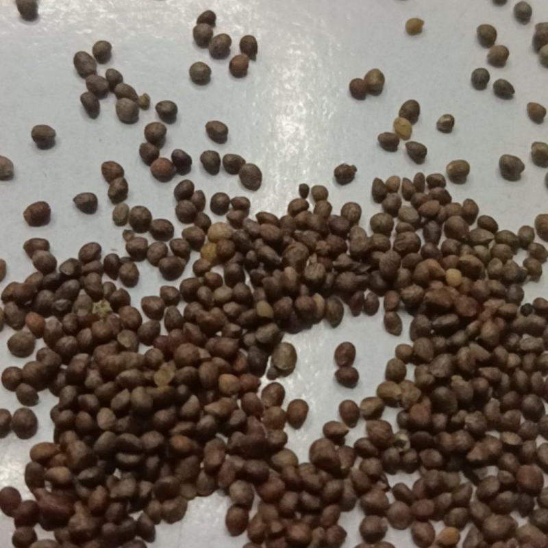 苏子苏麻过筛过风车干净榨油喂鸟做食品药品都好出油率40%