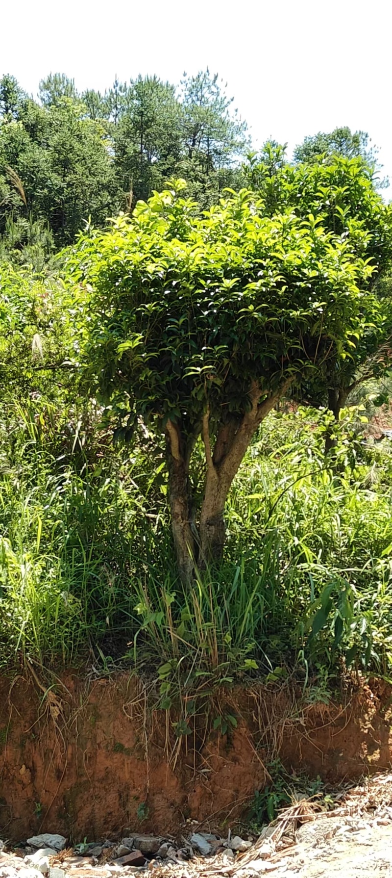 桂花树