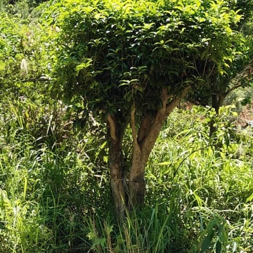 桂花树