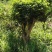 桂花树