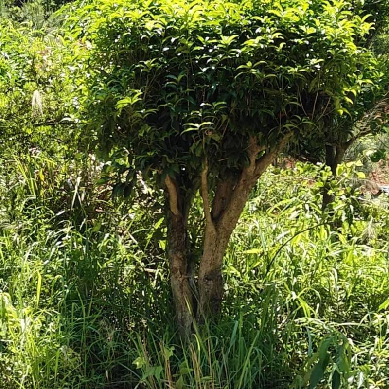 桂花树