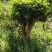 桂花树