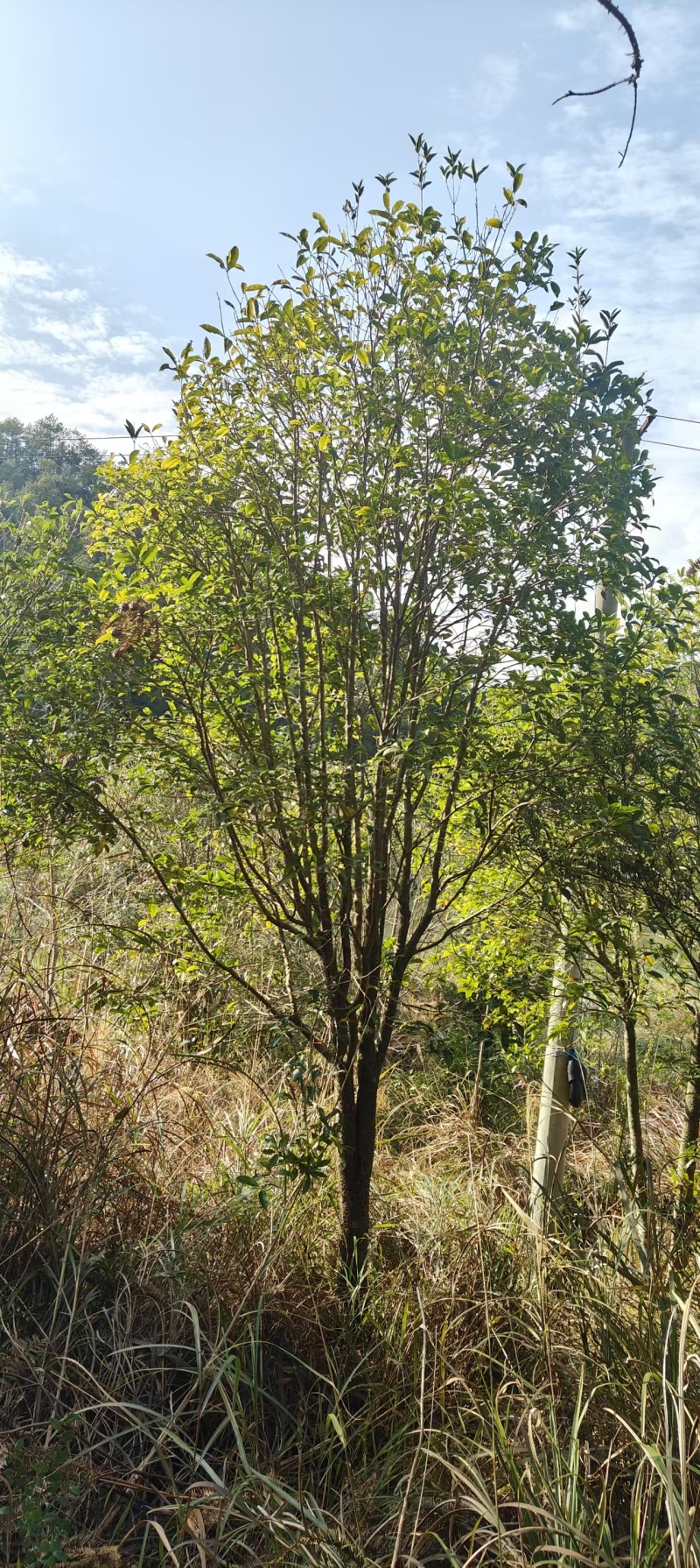 桂花树