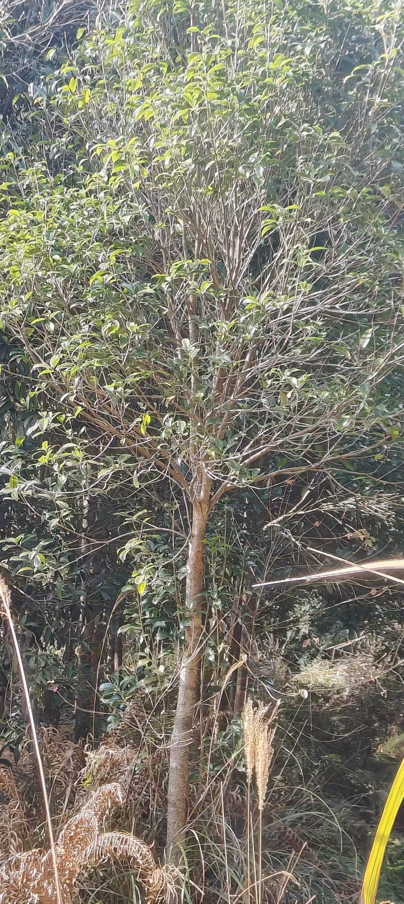 桂花树