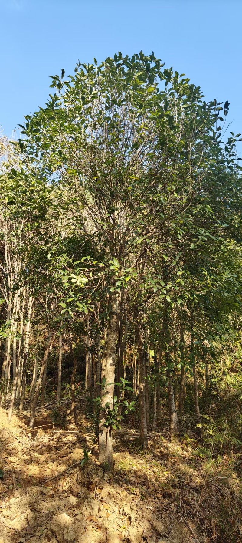 桂花树