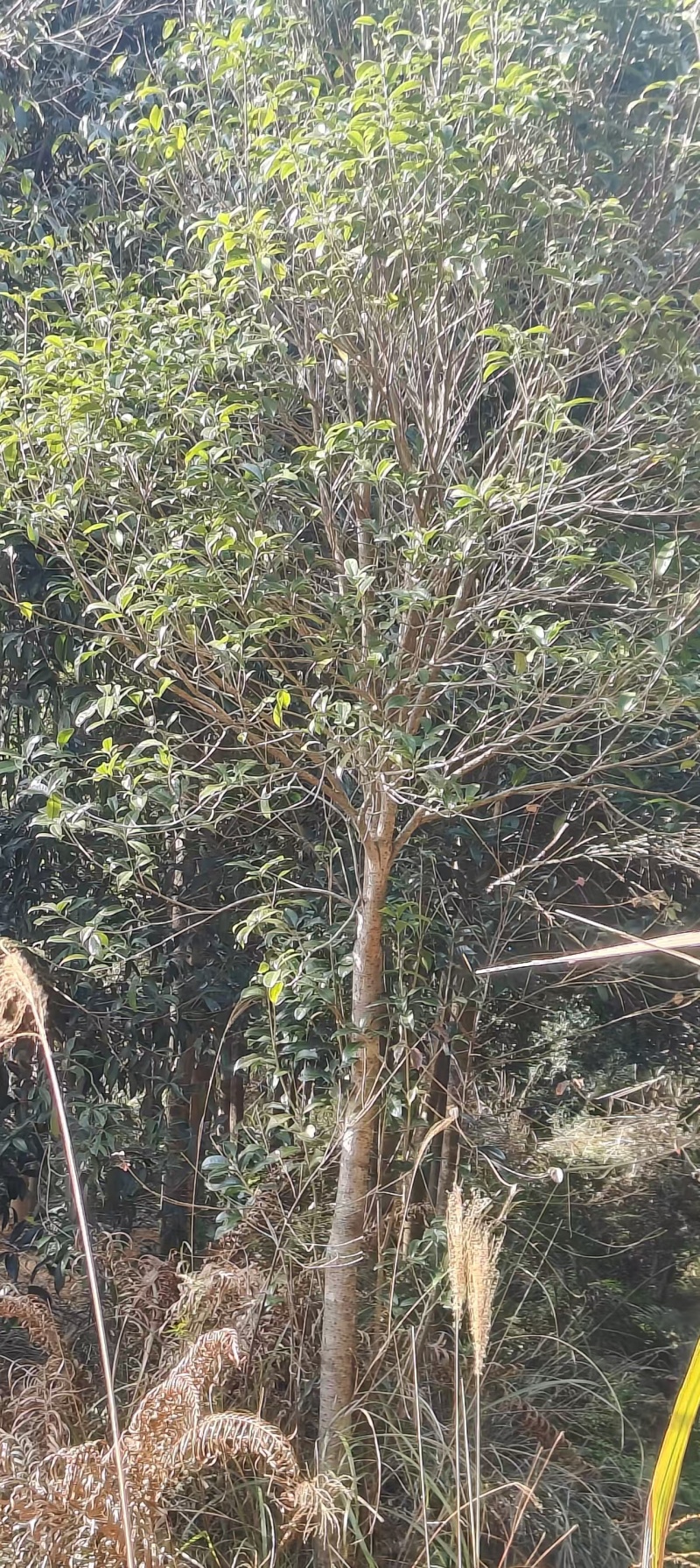 桂花树