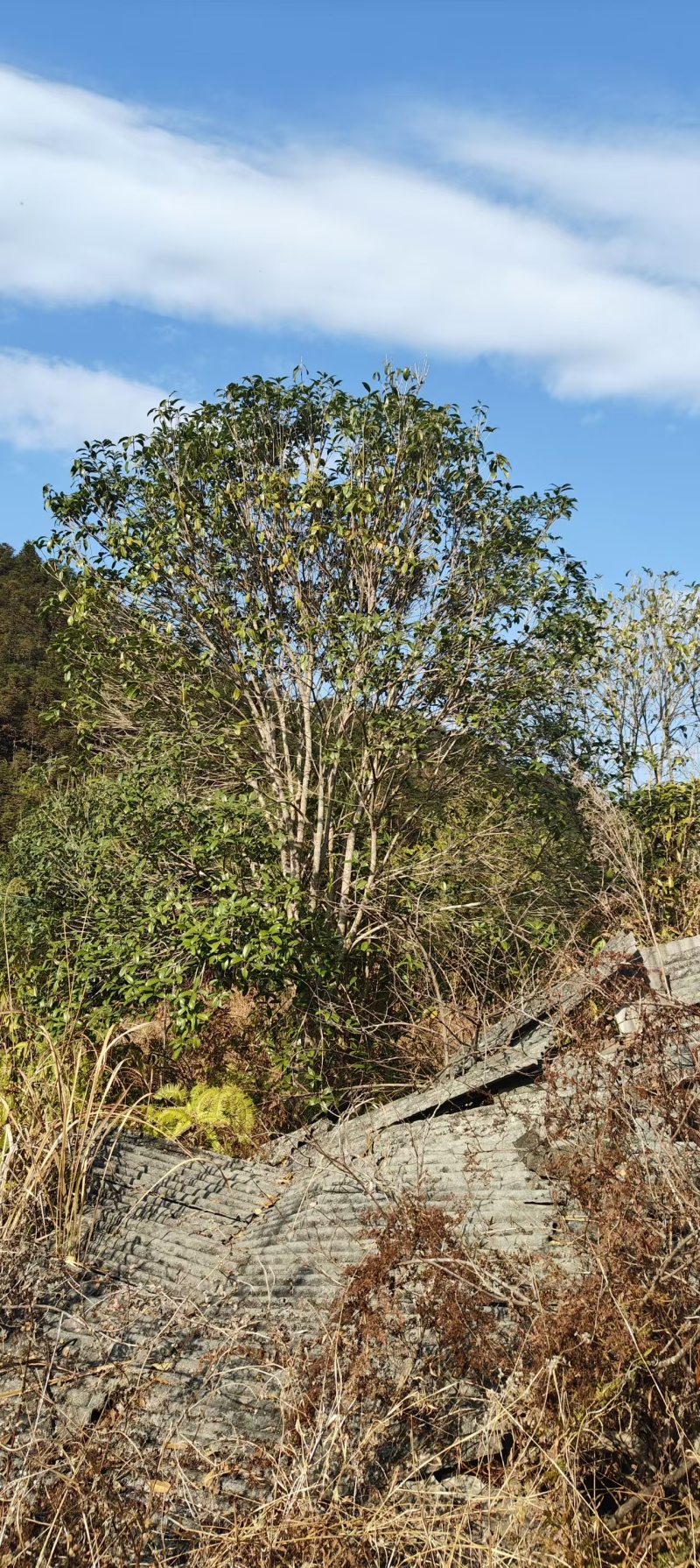 桂花树
