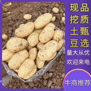 湖北天门精品黄皮黄心土豆产地直发质量保证