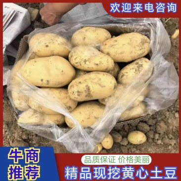 【推荐】河南通许黄心土豆大量接单现挖现发欢迎来电咨询