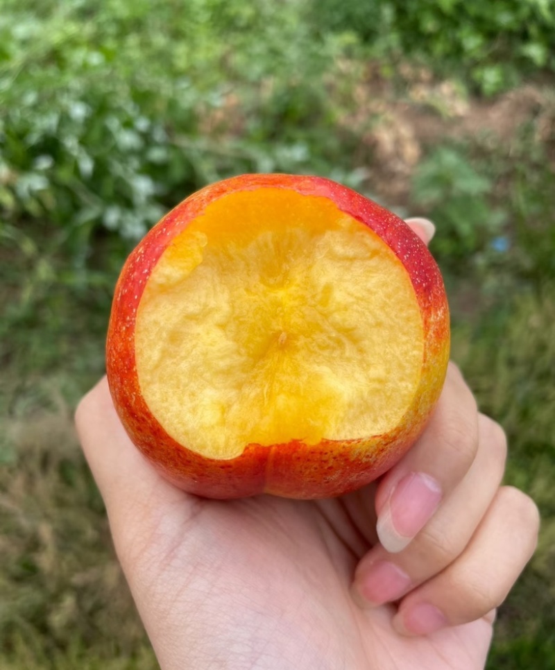 【好货】山东中油油桃产地一手货源供应电商社区团购市场