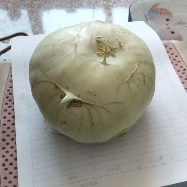 苤蓝