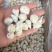鱿鱼嘴去牙齿捞汁烧烤食材原料无冰免处理脆嫩爆炒白灼尤鱼